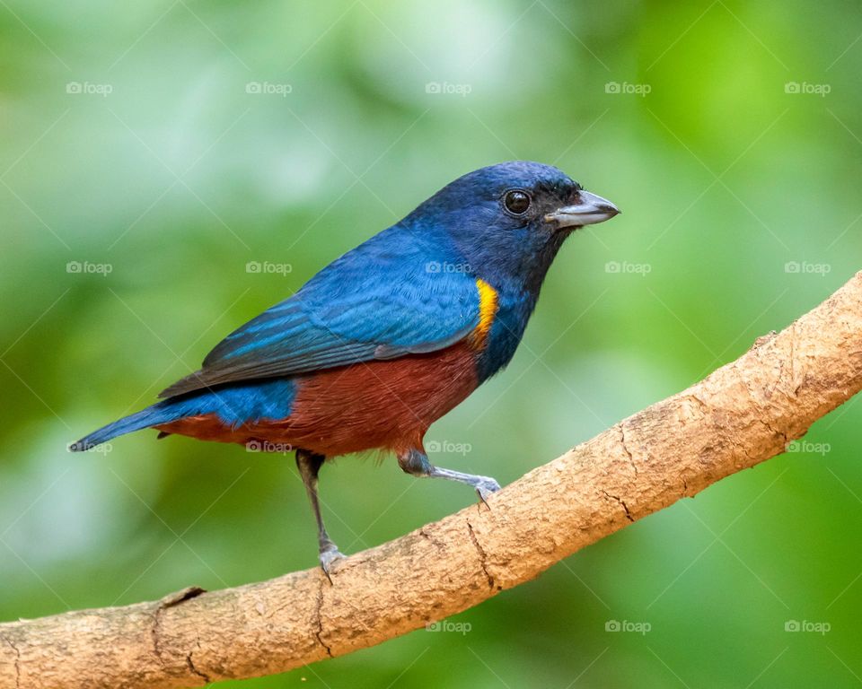 Vibrant Red And Blue Bird On A Branch