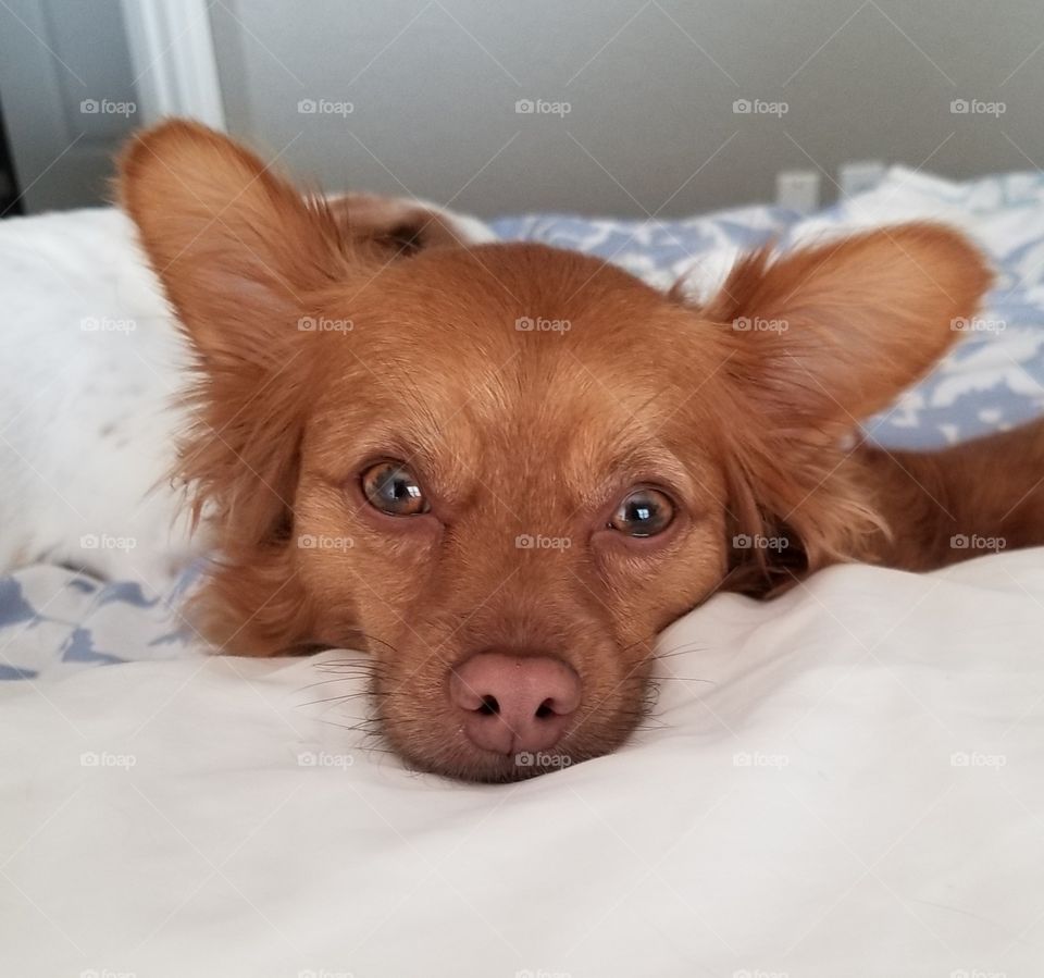 My Beautiful Puppy just waking up in the morning