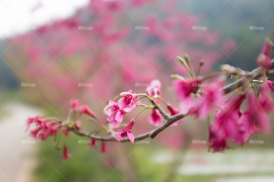 Pink Cherry Blossom Flowers on Branch