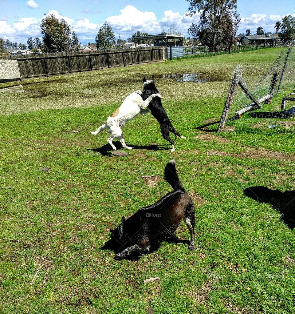 Dogs fight over biscuits