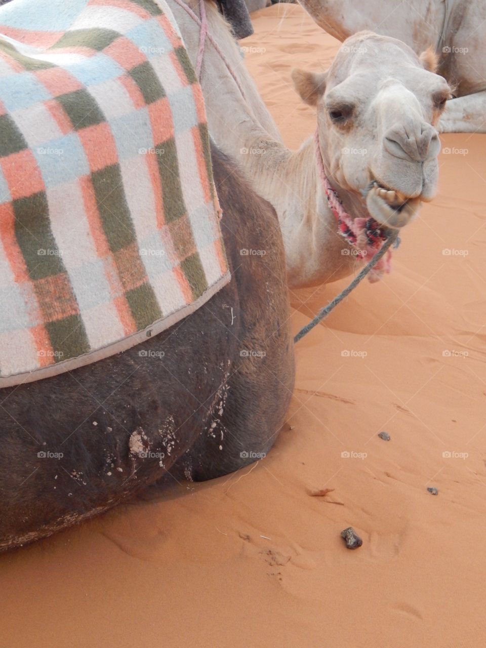 A crocked camel smile in the Sahara 