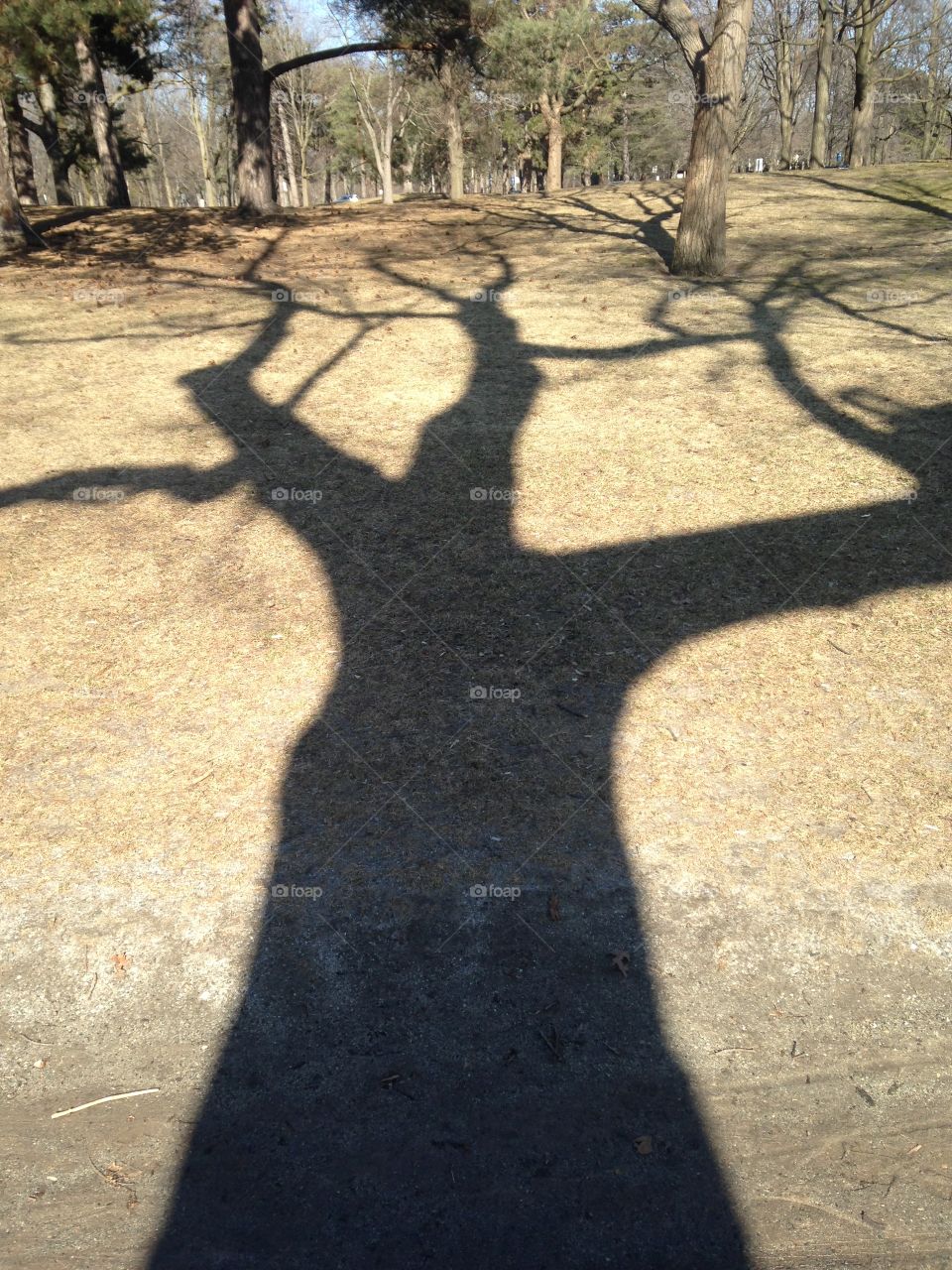 Tree shadow

By Kapturer 