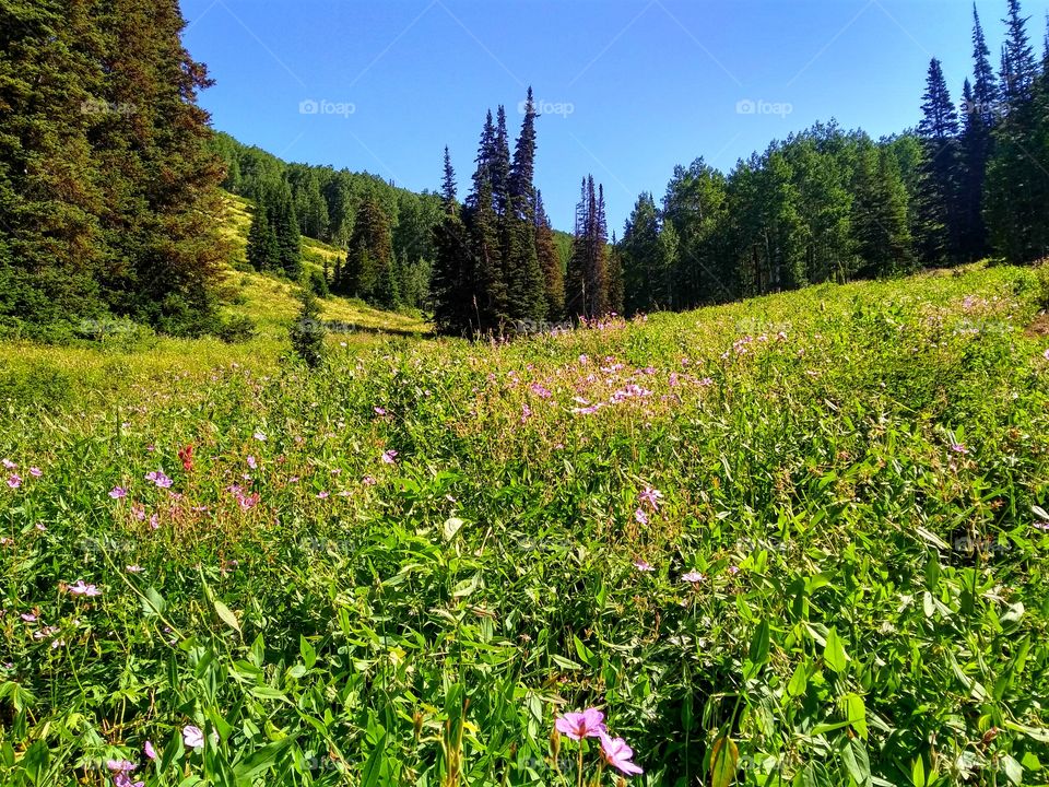 wildflowers in the Uinta Mountains