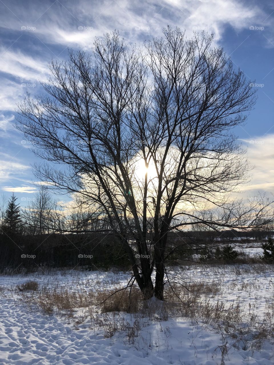 Winter on the Prairies