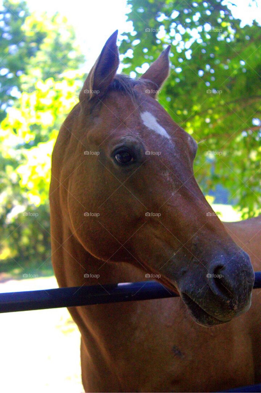 Beautiful brown horse. 