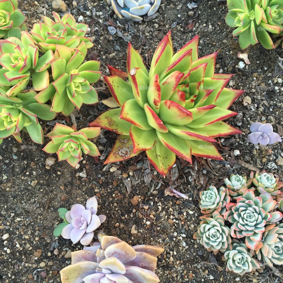 Succulent Garden