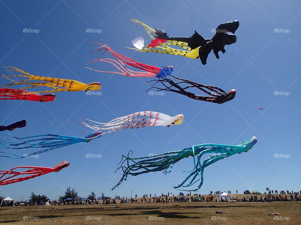 Kite festival. Kite festival