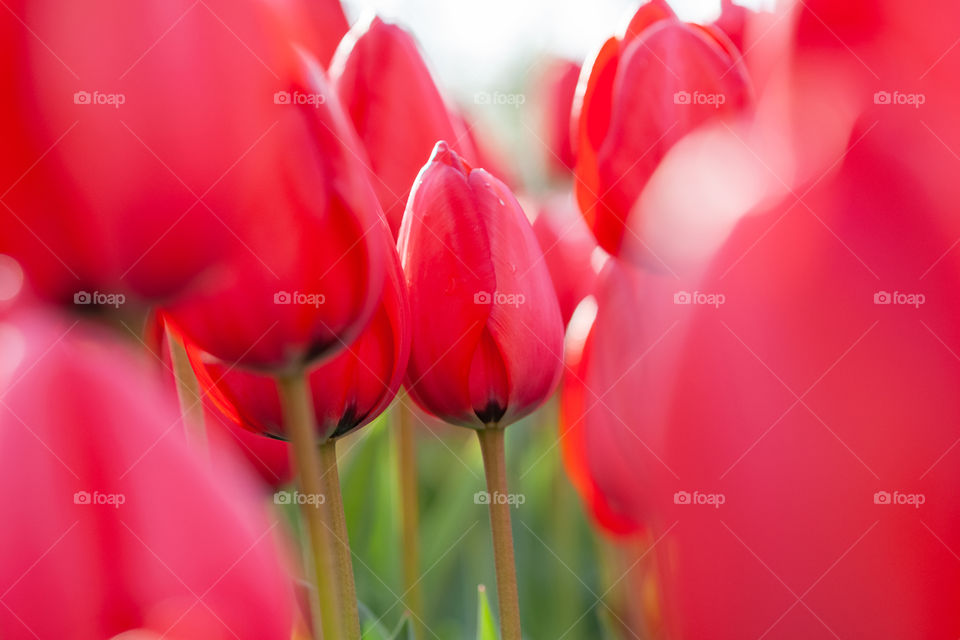 Red tulips