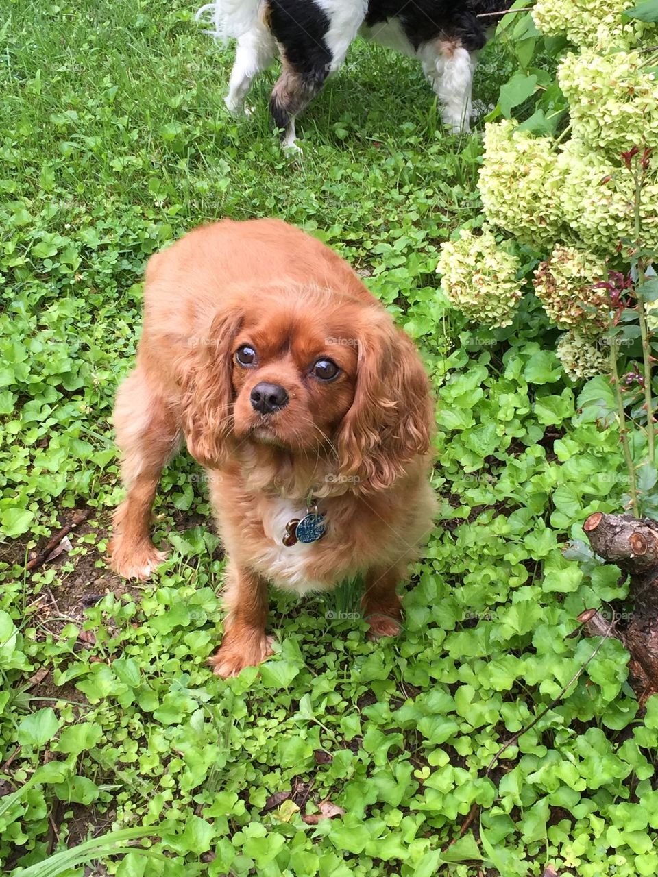 Handsome Ruby Cavalier King Charles Spaniel surrounded by summer greenery 