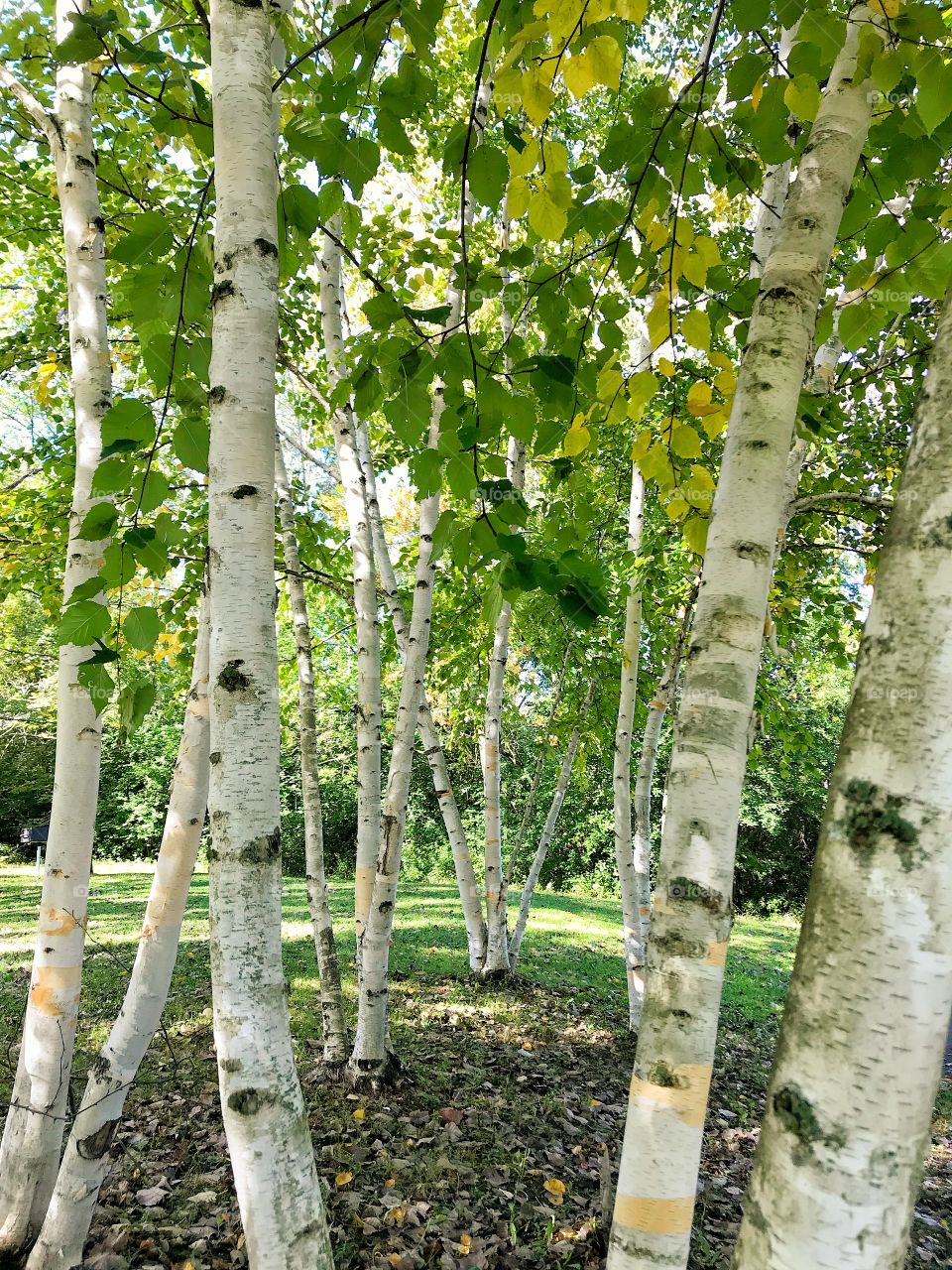 Birch trees