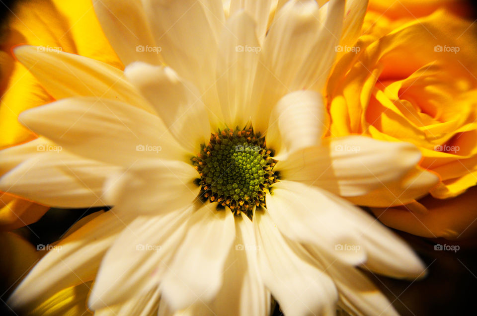 Yellow Spring ( Series )