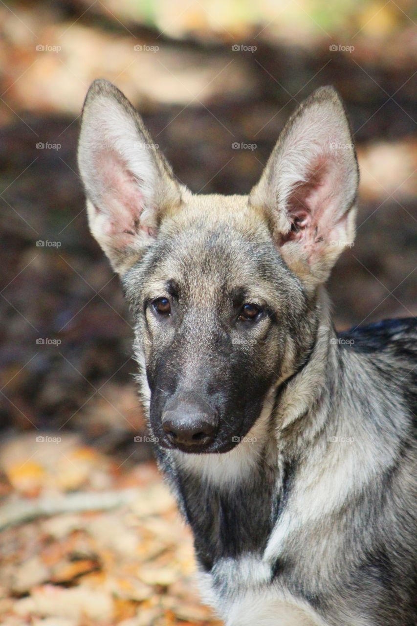 German Shepherd
