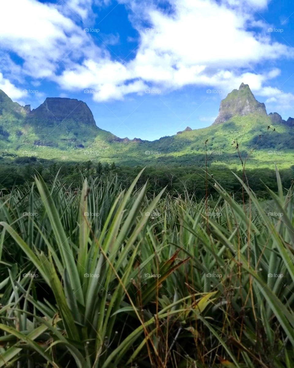 Grass and Mountains 