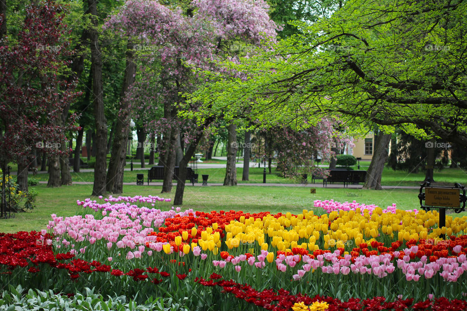 Tulips in the city park