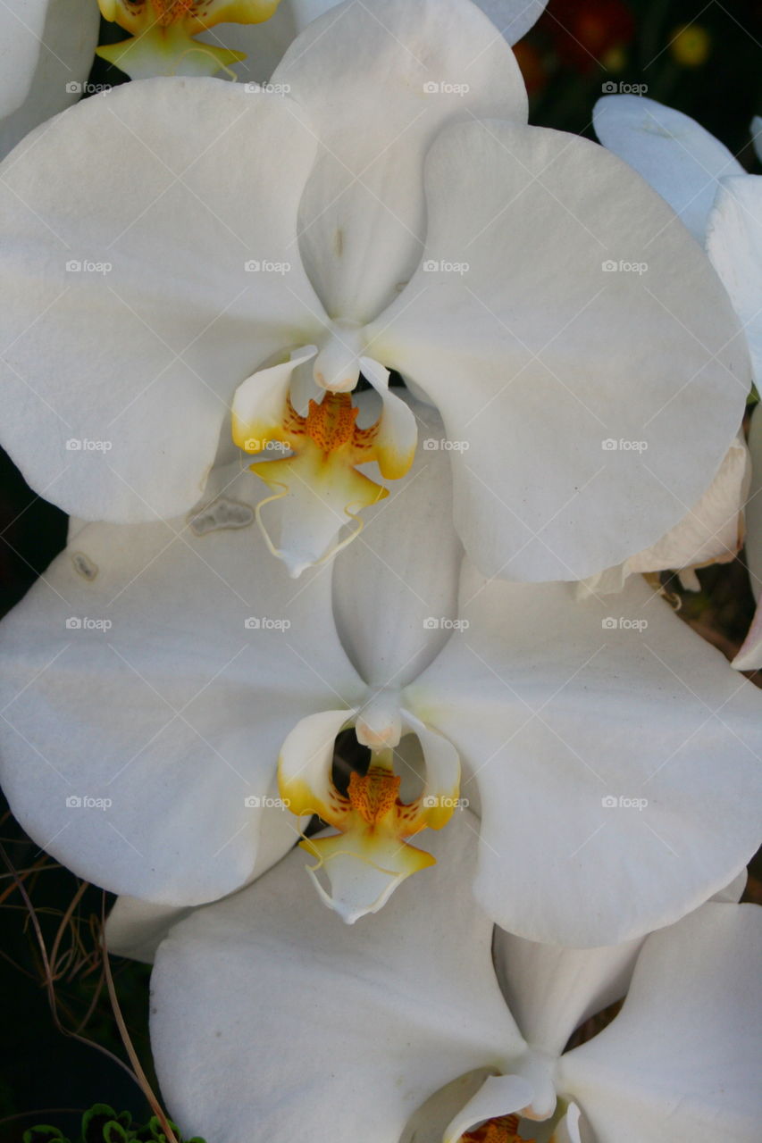 White Flower