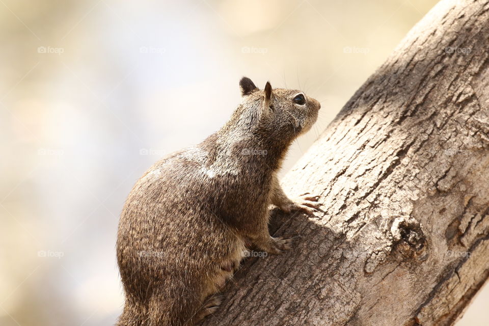 Squirrel ascending tree trunk 