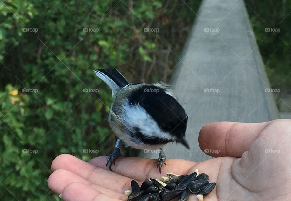 Bird, Outdoors, Nature, No Person, Wildlife