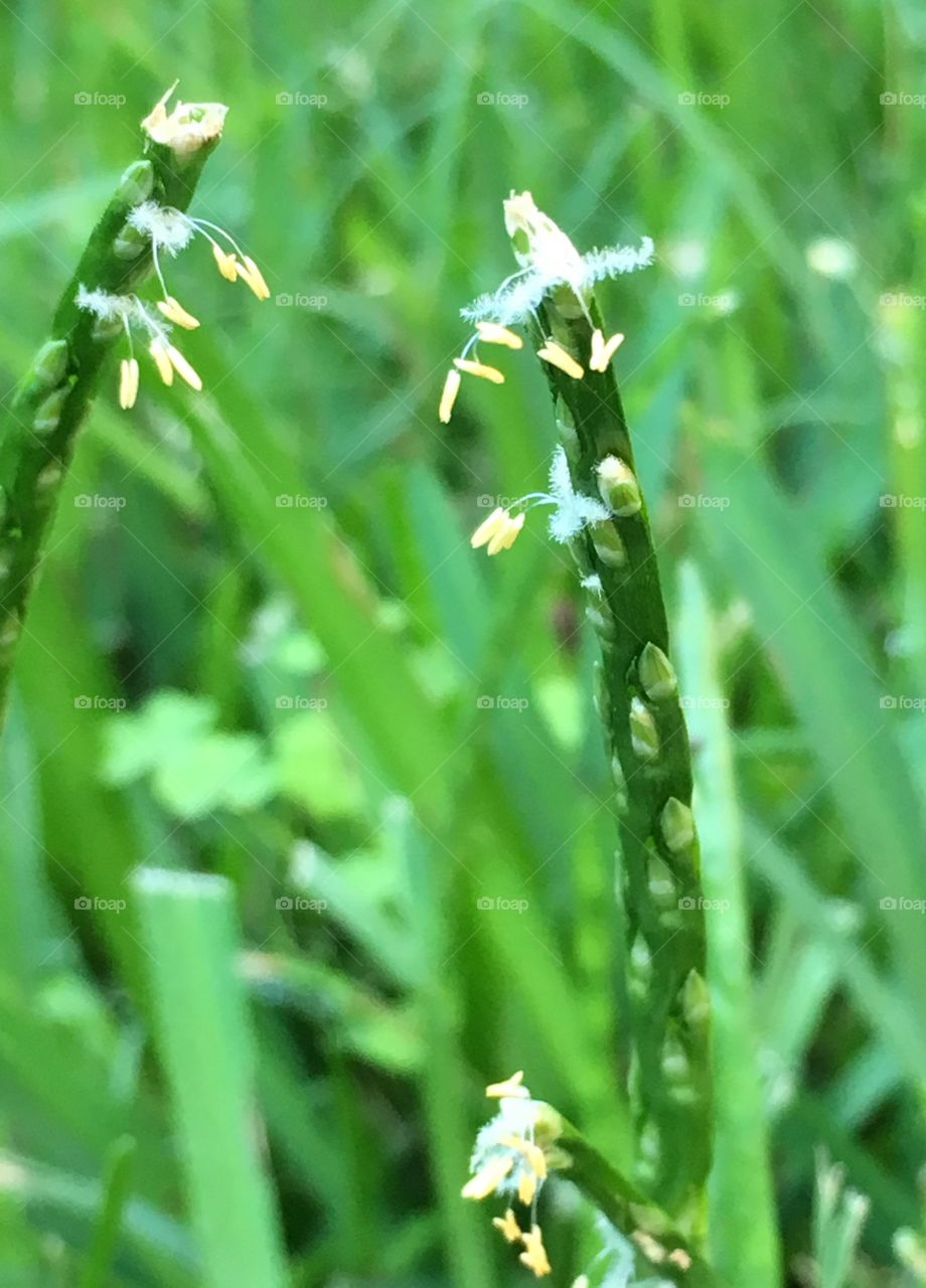 St Augustine Grass in Bloom