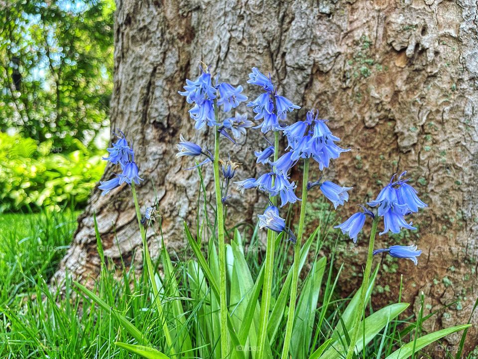 Bluebells in my moms garden 