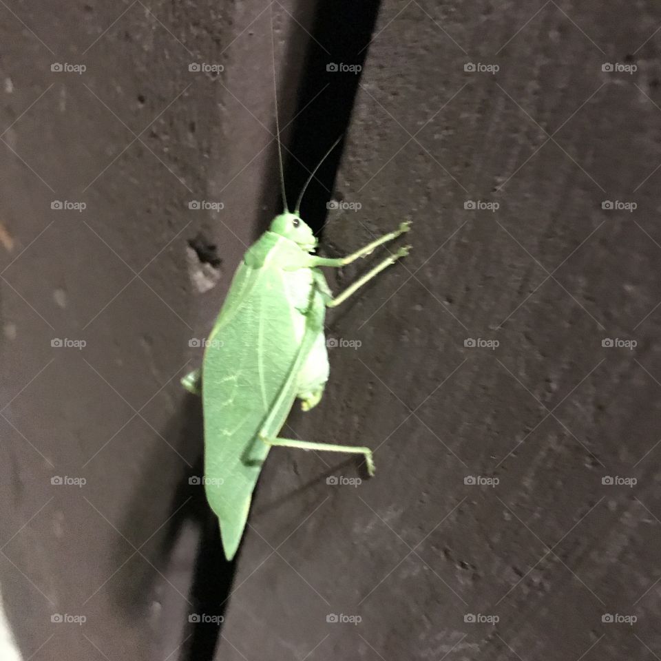 Green leafy insect - Katydid leaf big