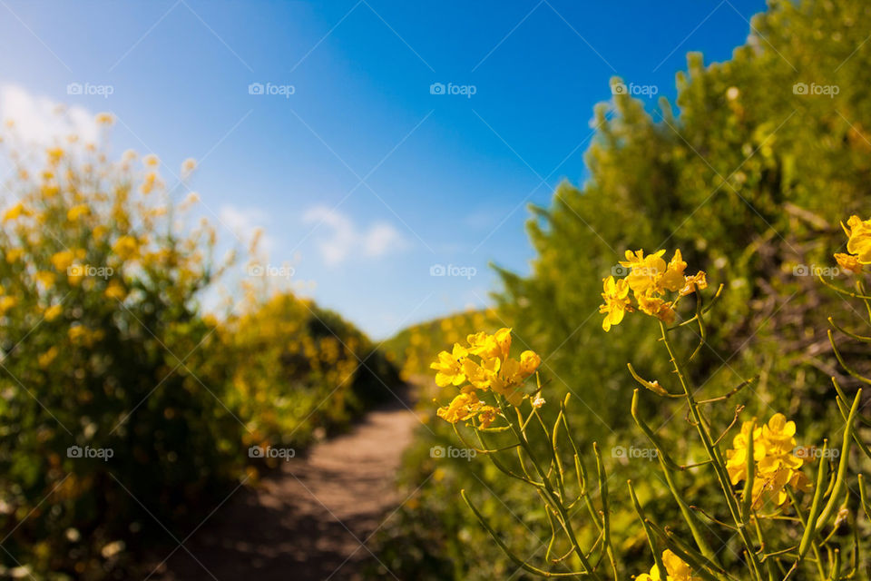 Wild flowers blooming
