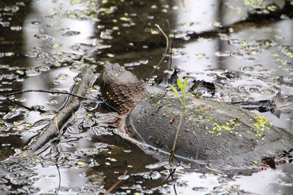 Snapping turtle