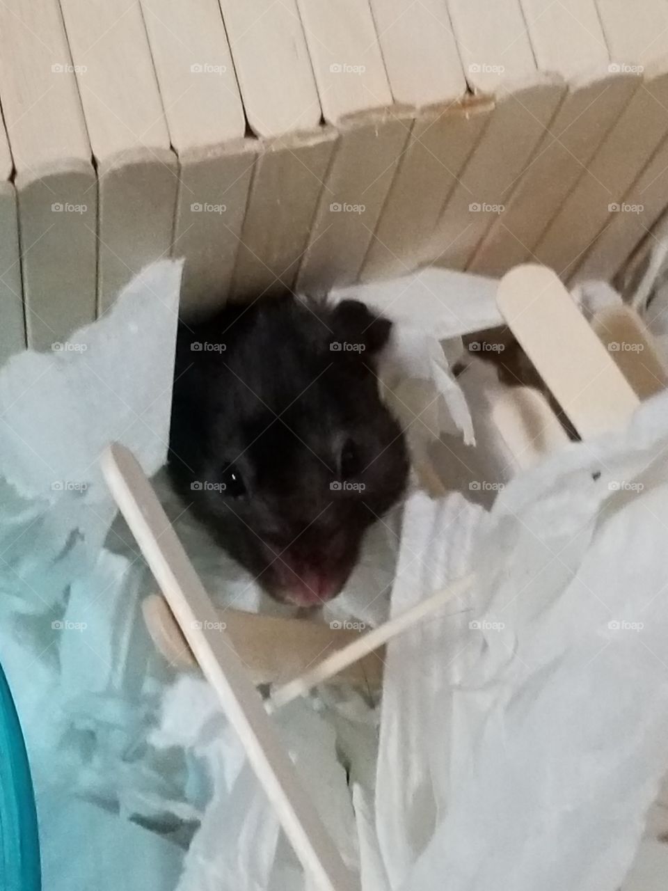 hamster peeking