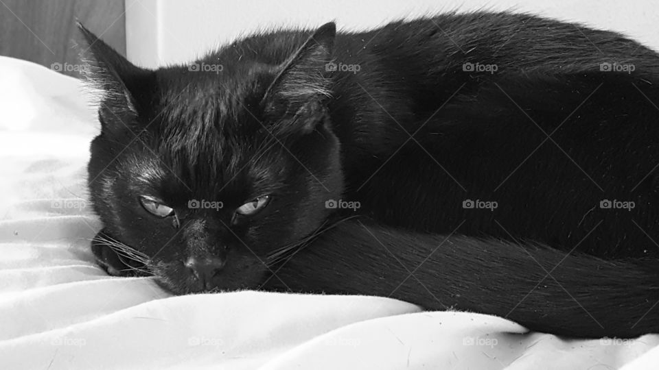 Black cat taken in black and white
