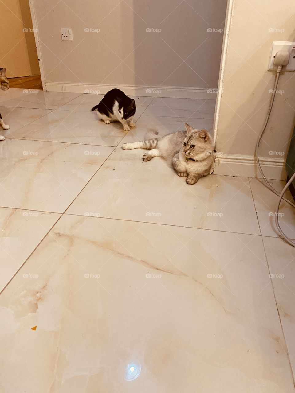 Beautiful cat’s zaina and different 