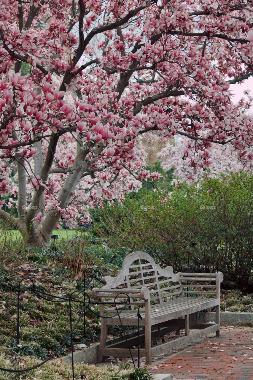 Springtime at the park 