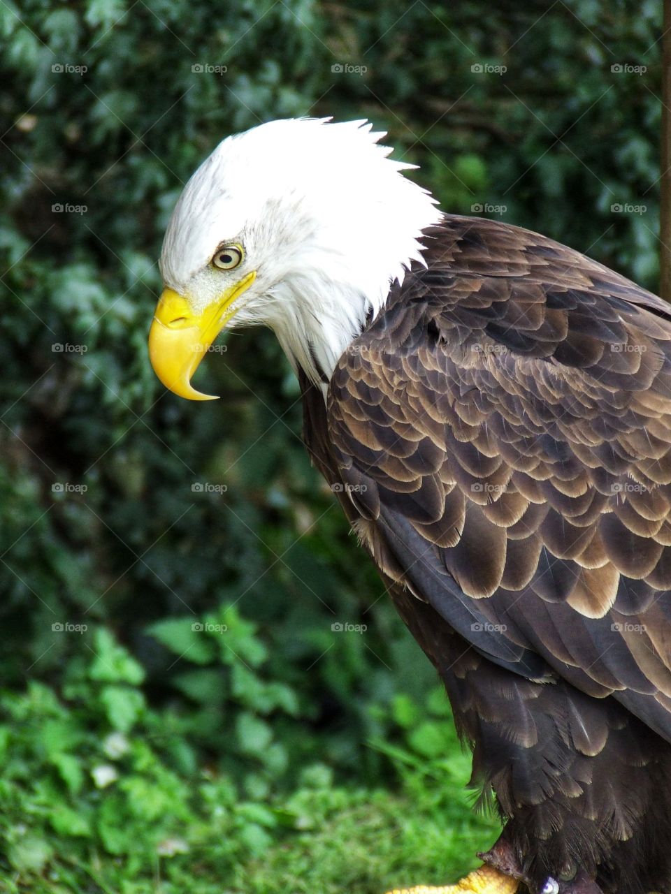 Majestic Bald Eagle