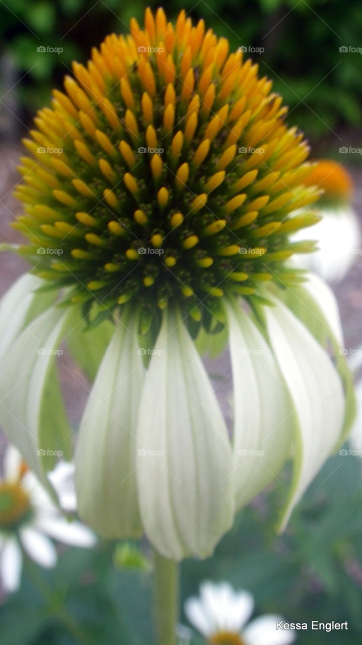 Cone Flower Up Close