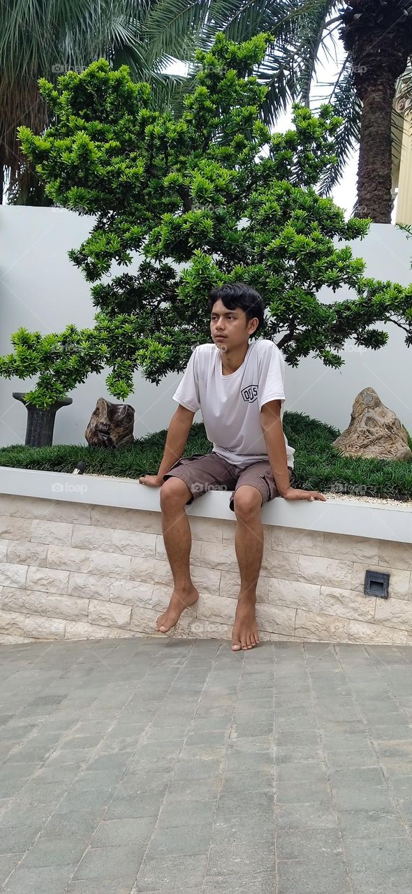 bonsai tree, garden tree, bonsai, garden ornamental tree, home bonsai tree