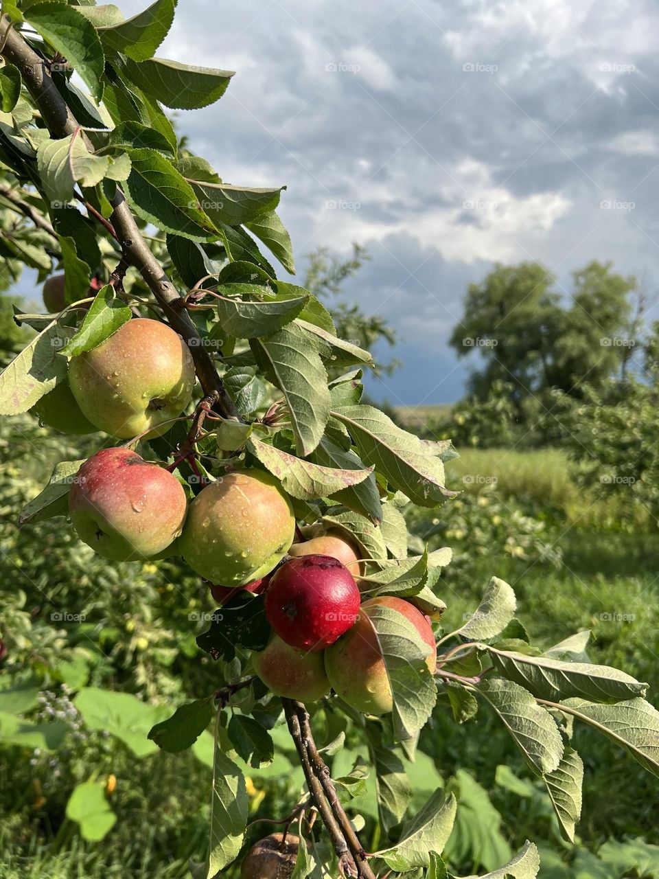 A bunch of fresh red and green apples just after the rainstorm at the middle of the summer hot day in silent village