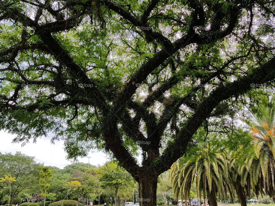 árvores SP Brasil