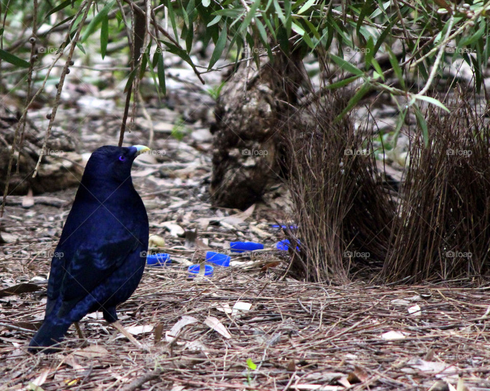 nature blue forest bird by cataana