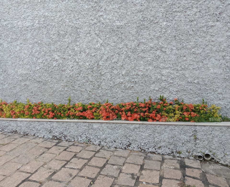 flowers in front of a house wall. Stones sidewalk