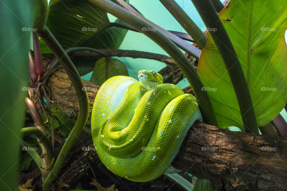 Green Tree Python . The vibrant color of the Green Tree Python !