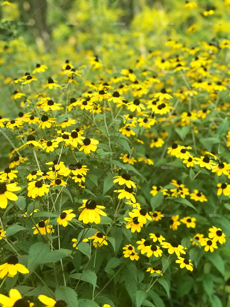 Yellow flowers 🌻