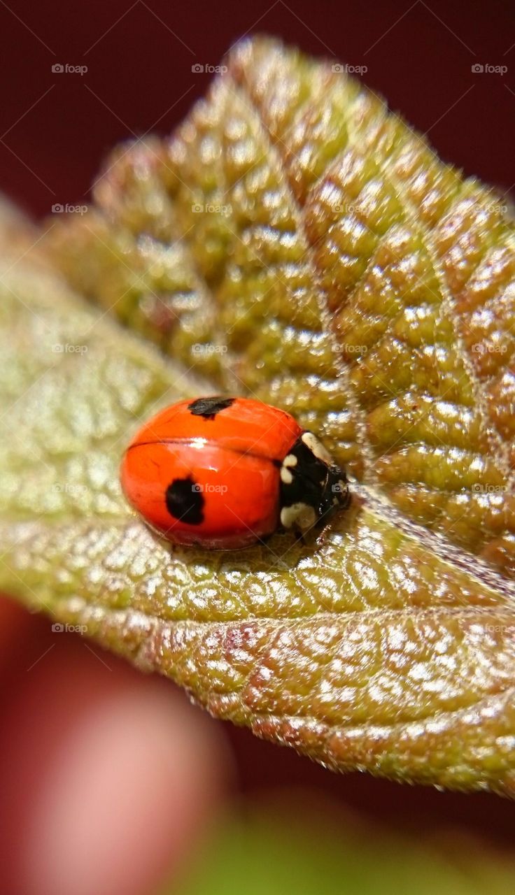 ladybug