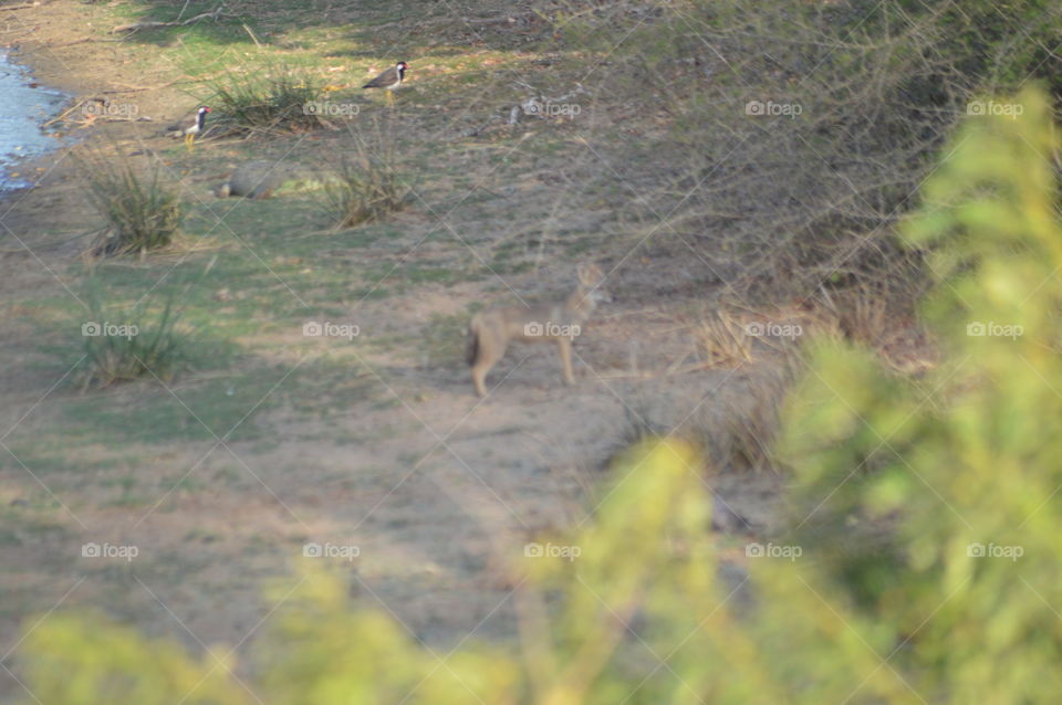 Yala national park 