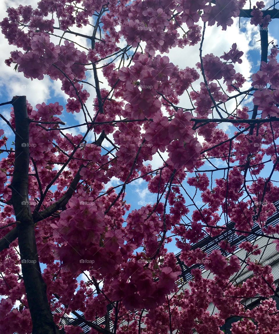 Pink cherry blossom 