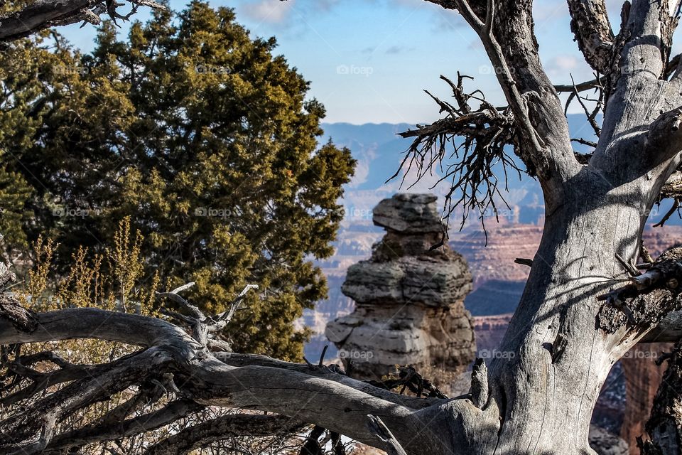 Trees and rocks above the Grand Canyon