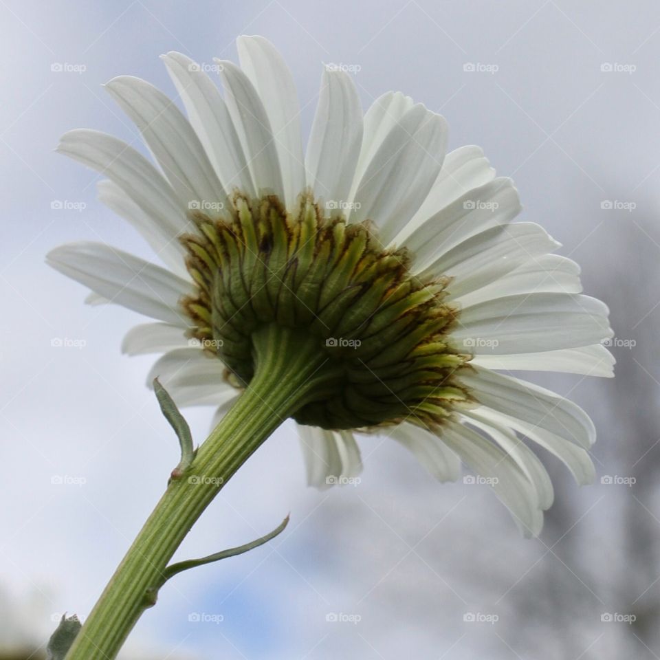 Wild daisies 