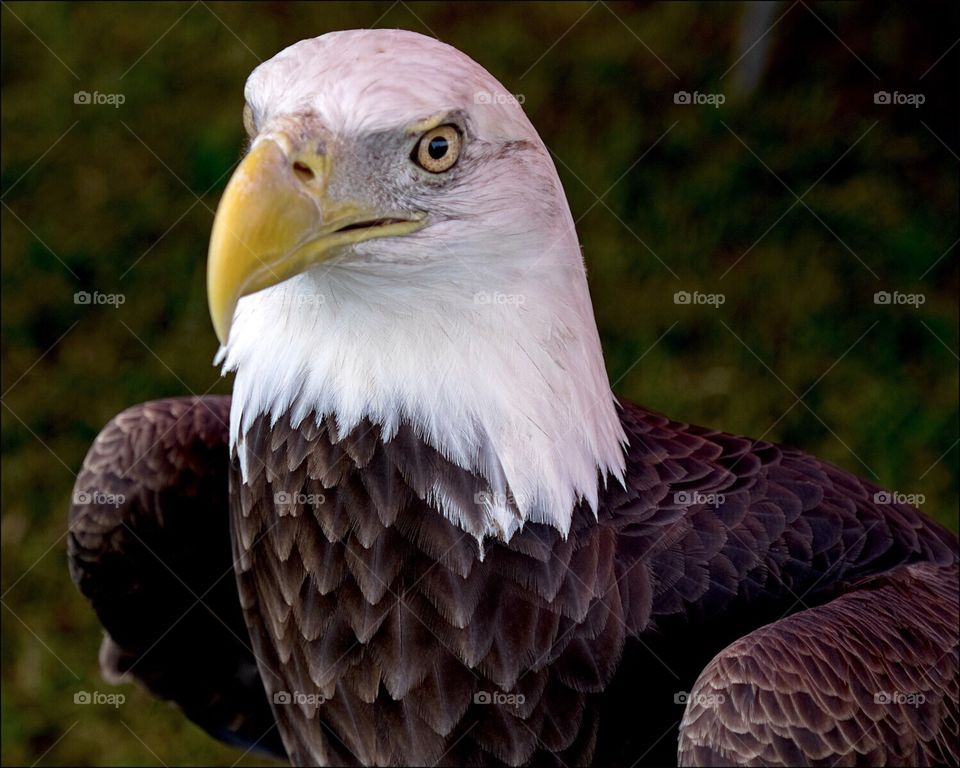 The majestic American Bald Eagle.
