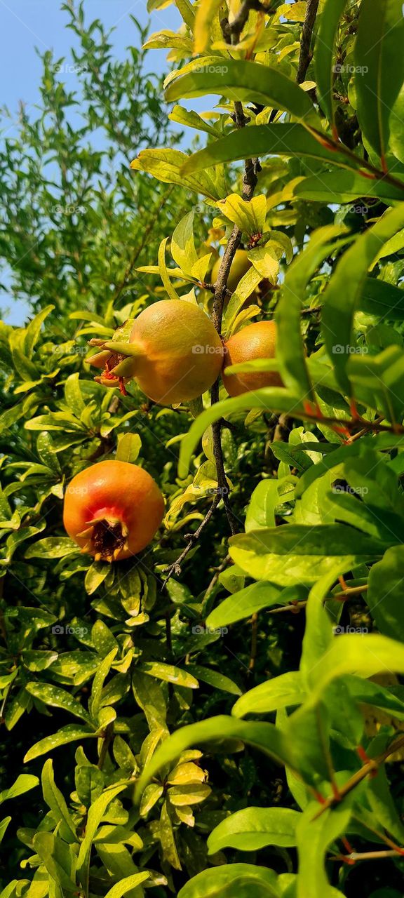 Pomegranate
