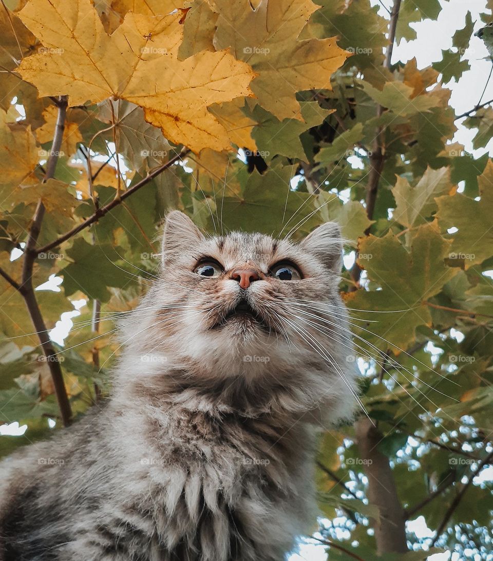 original portrait of a country cat against a background of bright, colorful autumn leaves