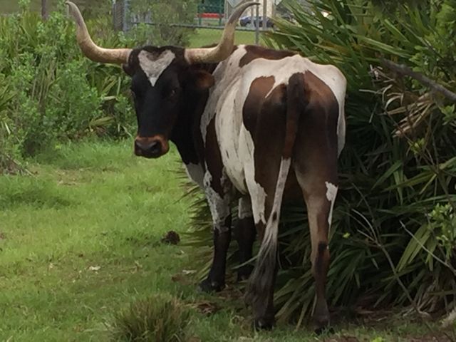 Long horn steer