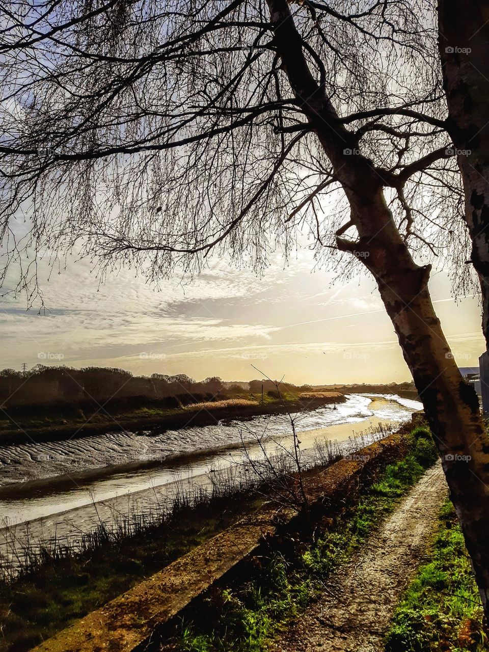 Silhouette of a leafless against a sepia tinted winter sky with sunlight glinting on a river and mud flats