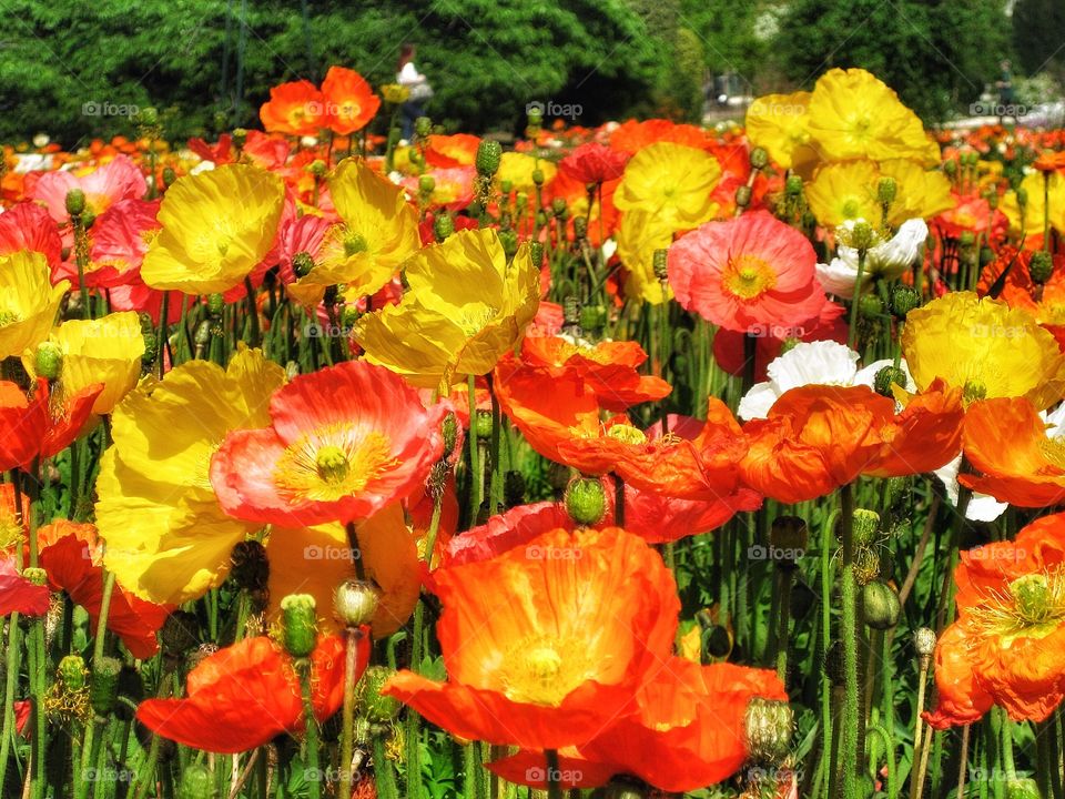 Poppies 